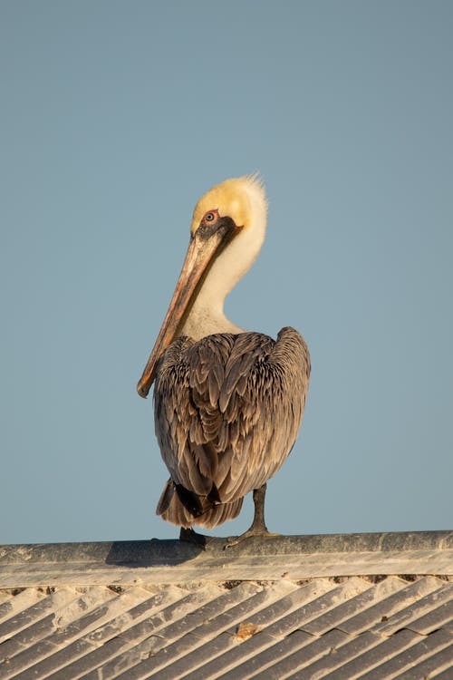 有关@户外, 东部褐鹈鹕, 动物的免费素材图片