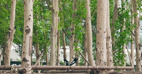 有关分支机构, 栖息, 树干的免费素材图片