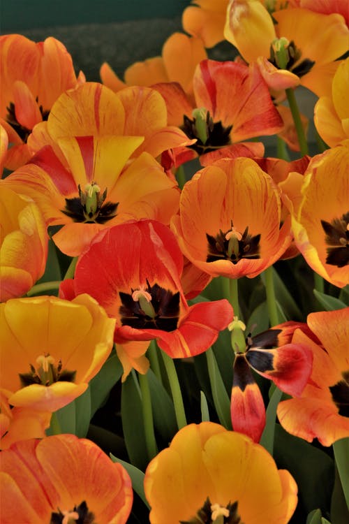 有关垂直拍摄, 绽放的花朵, 花的免费素材图片