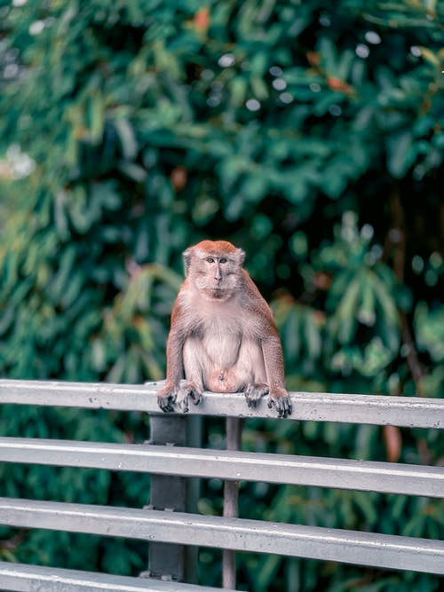有关动物, 动物摄影, 哺乳动物的免费素材图片