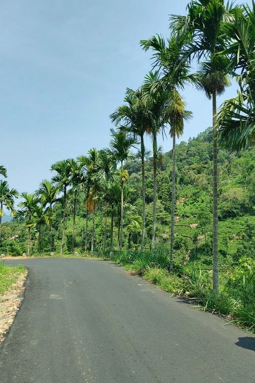 有关绿树, 路, 高大的树木的免费素材图片