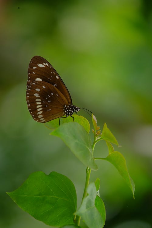 有关动物, 动物摄影, 增长的免费素材图片