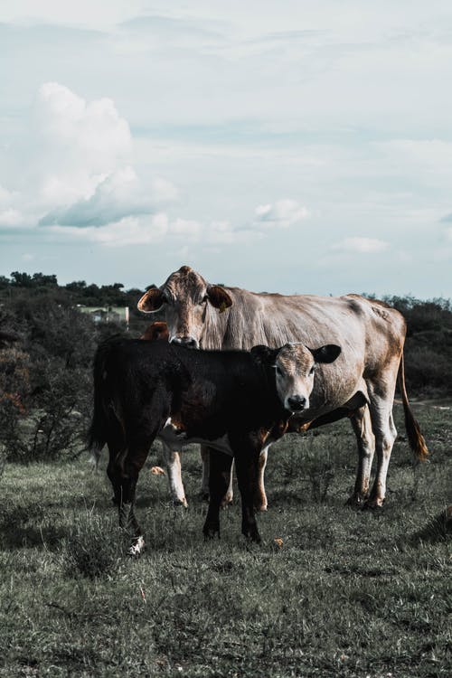 有关垂直拍摄, 奶牛, 牛科的免费素材图片