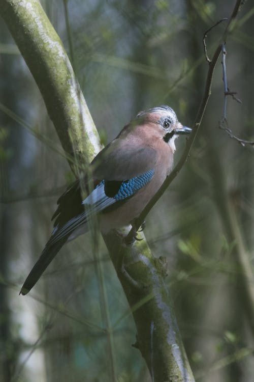 有关垂直拍摄, 景深, 栖息的免费素材图片