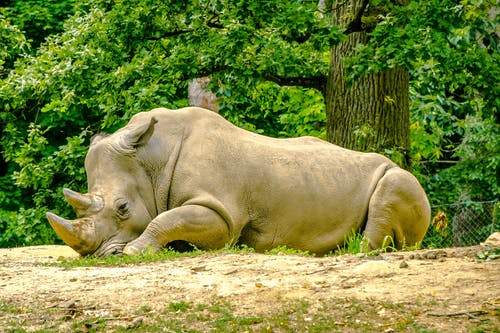 有关动物, 动物摄影, 哺乳动物的免费素材图片