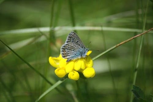 有关动物摄影, 合作关系, 常见的蓝蝴蝶的免费素材图片