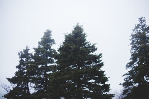 有关从下面, 冷杉, 分公司的免费素材图片