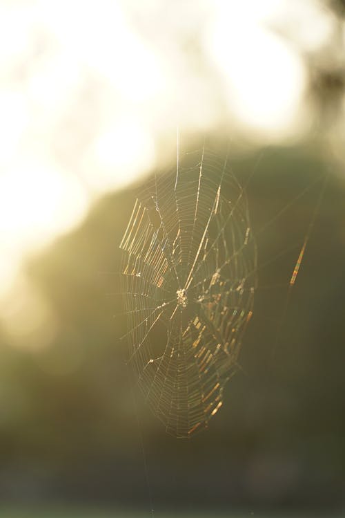 有关垂直拍摄, 蛛網, 蜘蛛網的免费素材图片
