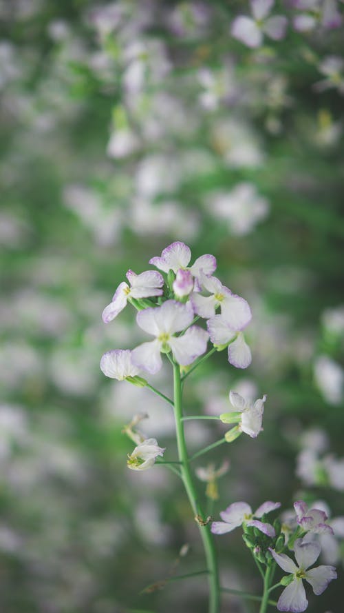 有关垂直拍摄, 天性, 工厂的免费素材图片