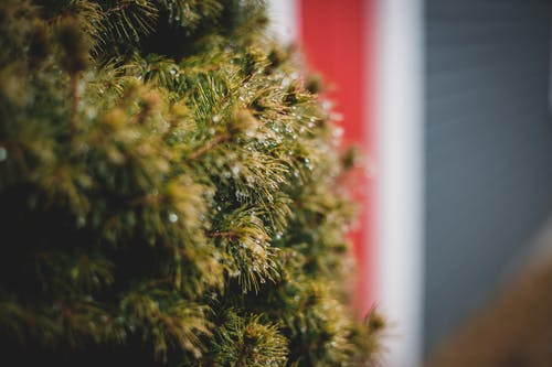 有关不变, 冬季, 冷杉的免费素材图片