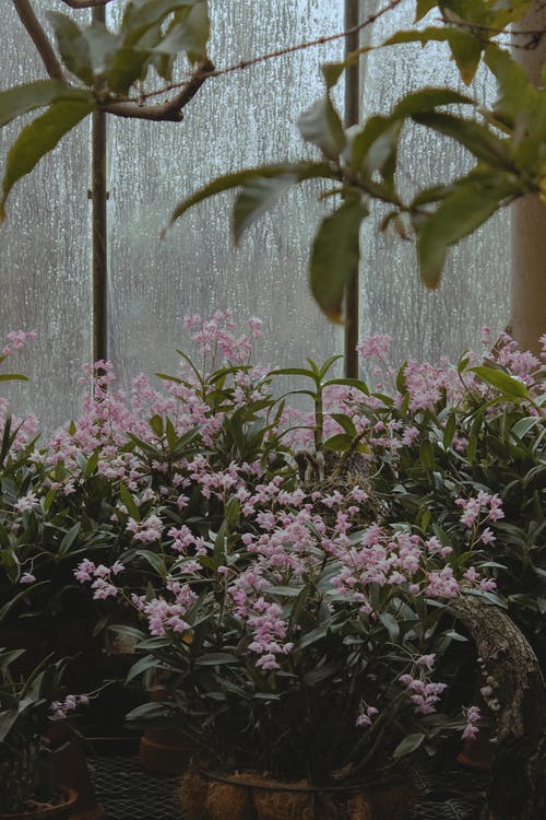 有关垂直拍摄, 开花植物, 植物园的免费素材图片