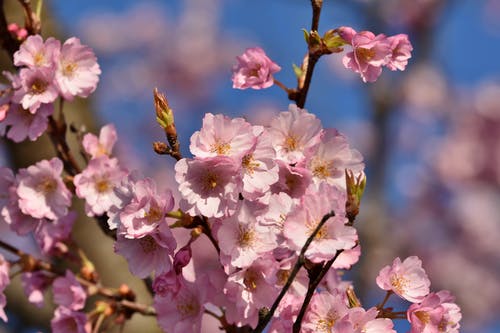 有关分支机构, 樱花, 粉红色的花的免费素材图片