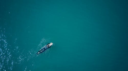 有关休闲, 划桨, 加州的免费素材图片