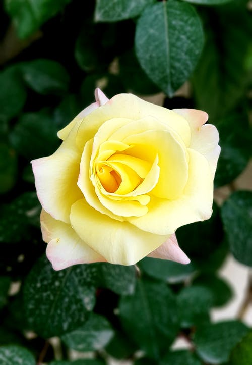 有关垂直拍摄, 增長, 天性的免费素材图片