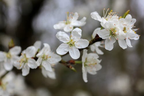 有关prunus avium, 微妙, 植物群的免费素材图片