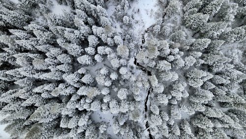 有关冬季, 大雪覆盖, 天性的免费素材图片