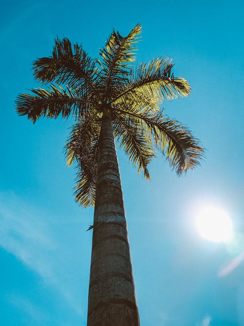 有关从下面, 低角度, 单子叶植物的免费素材图片