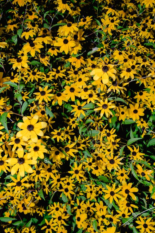 有关Copyspace, 俯视图, 充满活力的免费素材图片