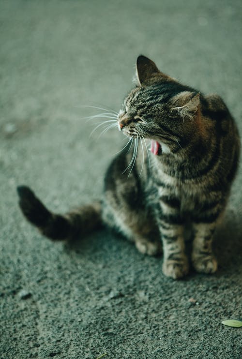 有关冷静, 凝视, 利益的免费素材图片