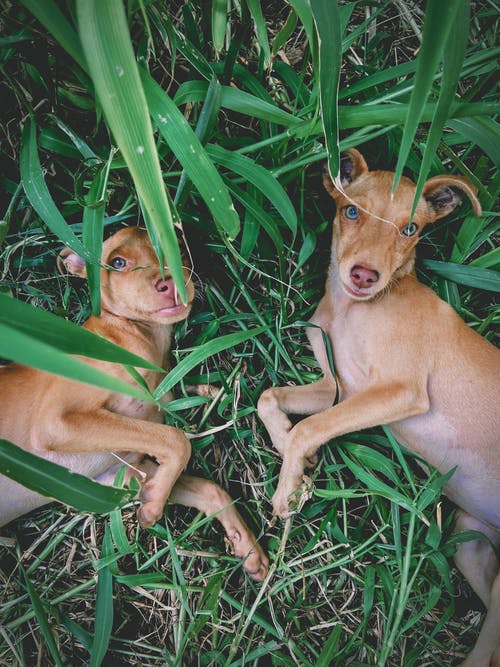 有关podenco, 一起, 休息的免费素材图片
