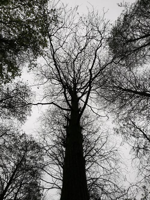 有关乾枯, 低角度拍摄, 光秃秃的树木的免费素材图片