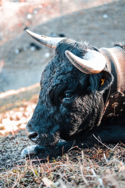 有关動物攝影, 哺乳動物, 垂直拍摄的免费素材图片