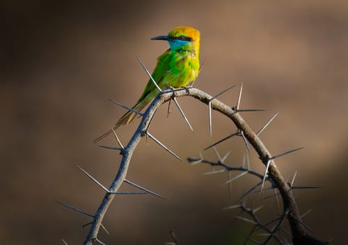 有关刺, 动物, 多刺的免费素材图片