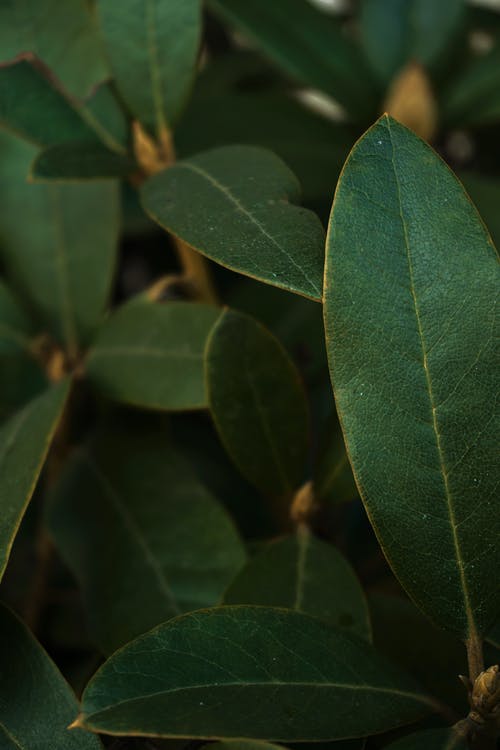 有关图案, 垂直拍摄, 植物学的免费素材图片