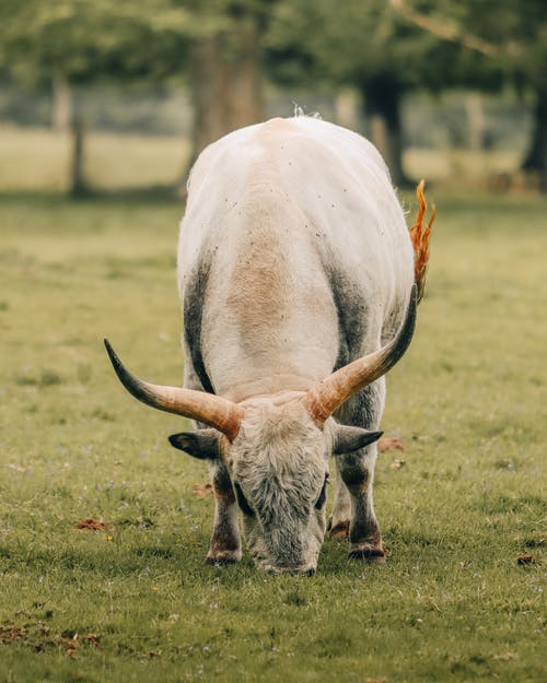 有关公牛, 农事, 农家庭院的免费素材图片