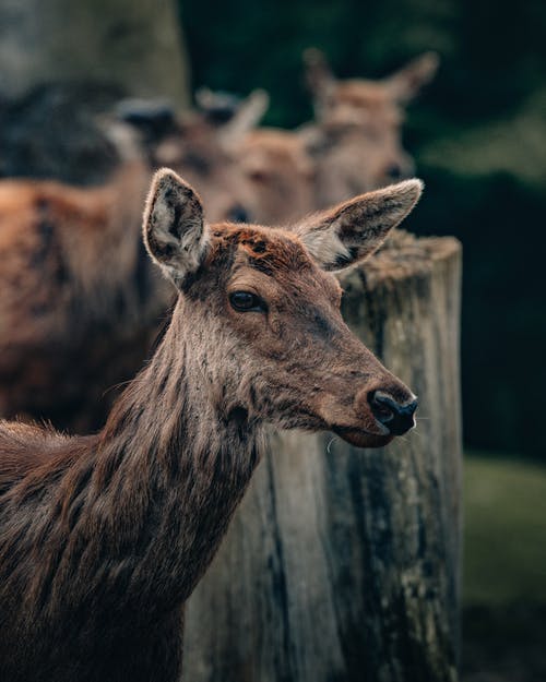有关一群动物, 侧面图, 凝视的免费素材图片