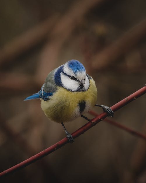 有关cyanistes caeruleus, tomtit, 分公司的免费素材图片