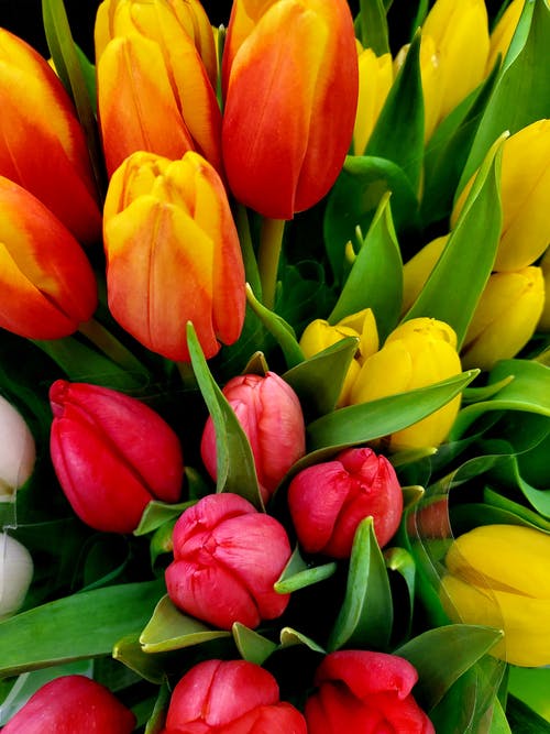 有关一串, 什锦的, 植物的的免费素材图片