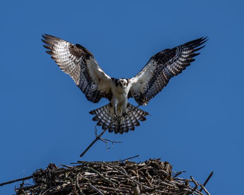 有关accipitriformes, haliaetus, 乾的的免费素材图片