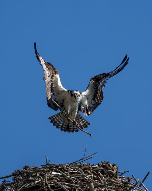 有关accipitriformes, haliaetus, 乾的的免费素材图片