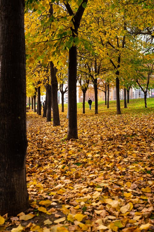 有关下落, 乾枯, 乾燥的免费素材图片