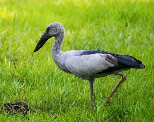 有关侧面图, 动物, 动物摄影的免费素材图片