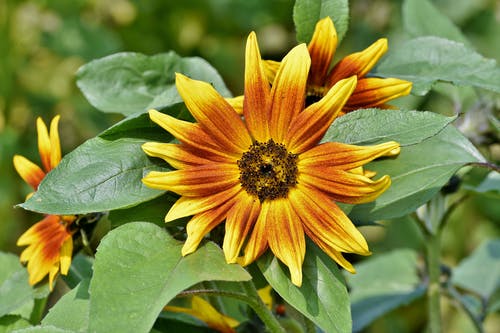 有关向日葵, 增长, 天性的免费素材图片