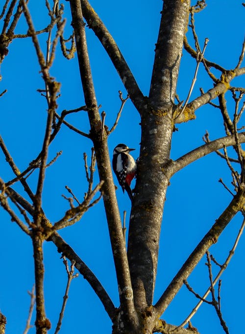 有关动物摄影, 啄木鸟, 垂直拍摄的免费素材图片