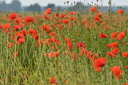 有关增长, 户外, 植物群的免费素材图片