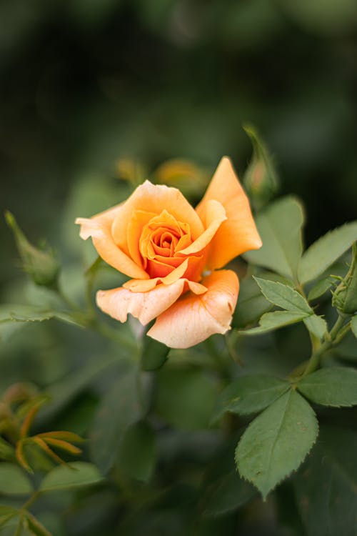 有关垂直拍摄, 增长, 天性的免费素材图片