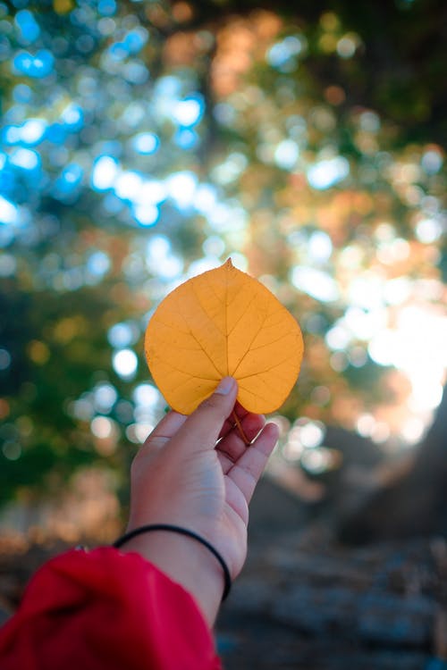 有关垂直拍摄, 手, 握住的免费素材图片