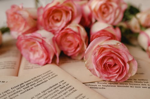 有关植物群, 特写镜头, 绽放的免费素材图片