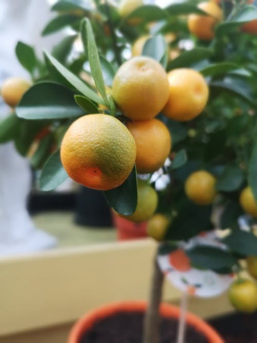 有关垂直拍摄, 新鲜, 柑橘的免费素材图片