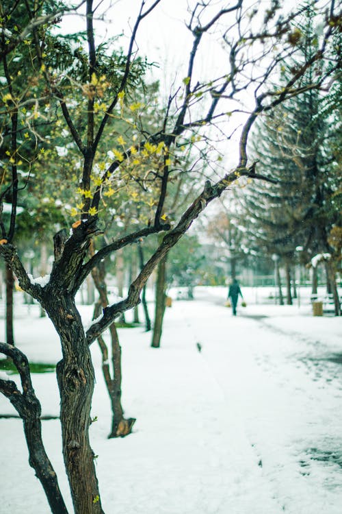 有关公园, 冬季, 冷的免费素材图片