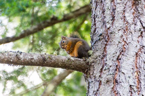 有关低角度拍摄, 分公司, 动物的免费素材图片