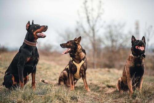 有关坐, 小狗, 德国牧羊犬的免费素材图片