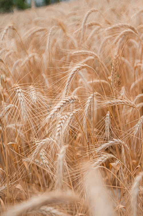 有关乾的, 增长, 小麦的免费素材图片