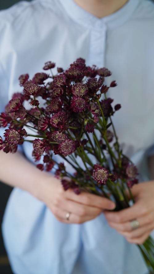 有关不露面, 伞形科, 勃艮第的免费素材图片