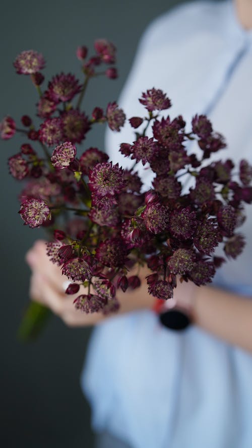 有关不露面, 伞形科, 勃艮第的免费素材图片