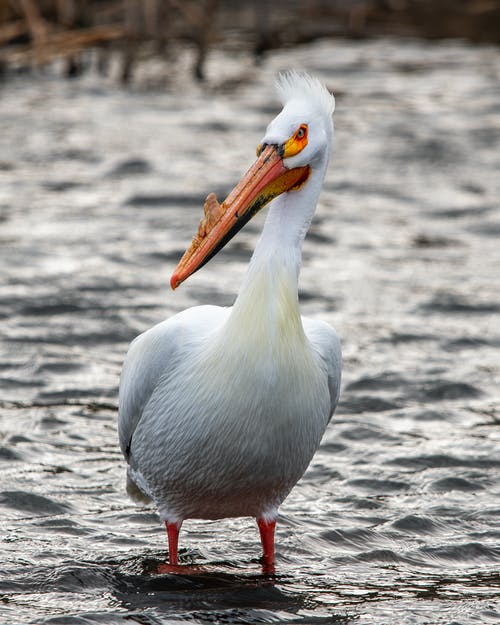 有关動物, 動物攝影, 垂直拍摄的免费素材图片